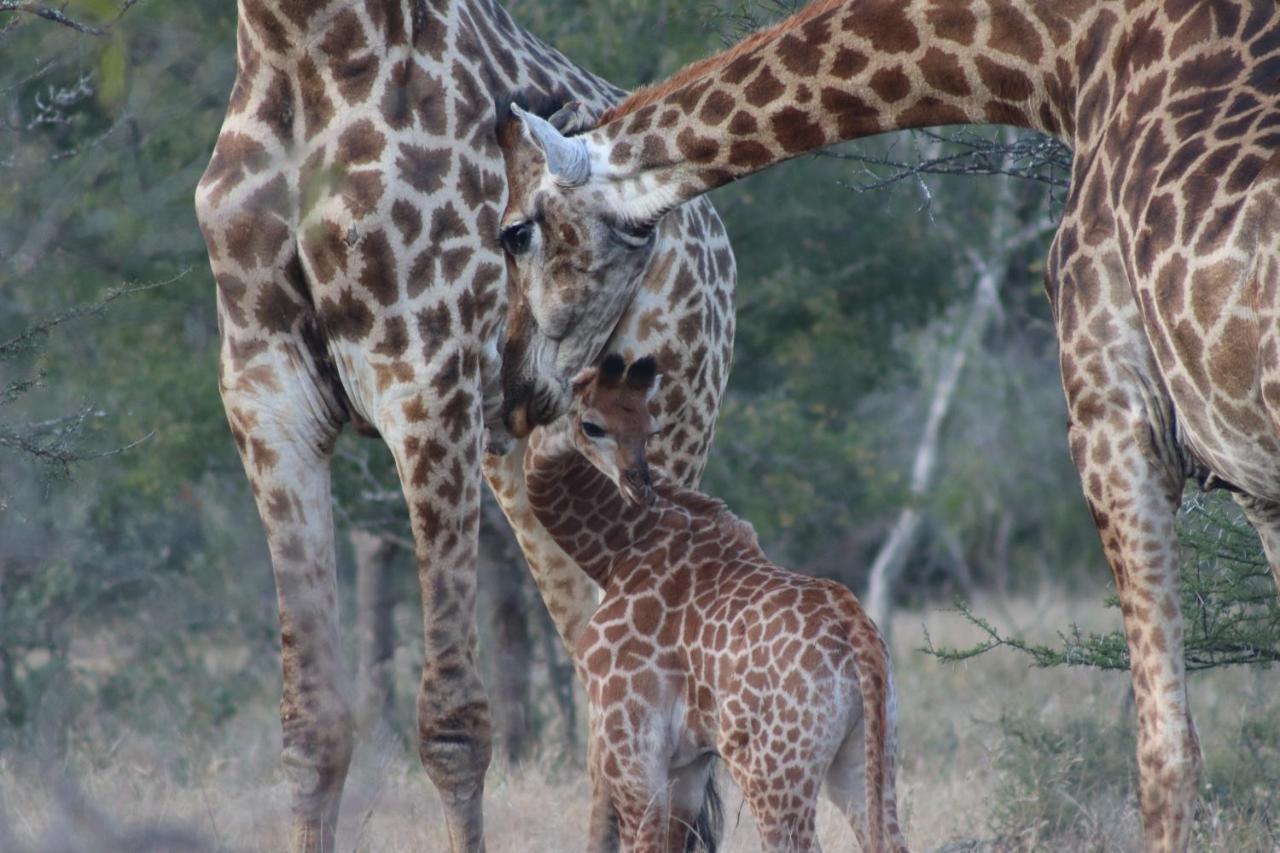 African Rock Lodge Hoedspruit Bagian luar foto