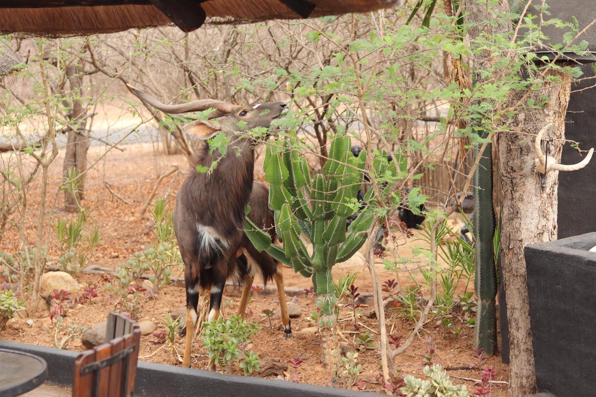 African Rock Lodge Hoedspruit Bagian luar foto